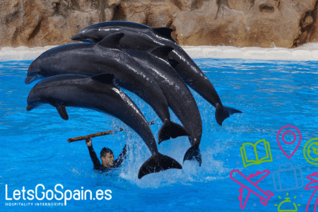 Dolfin show, a great way to enjoy a day off during your internship.